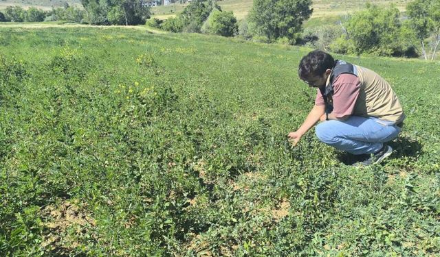 Bayburt’ta 4 köyde yem bitkisi tarla kontrolleri tamamlandı