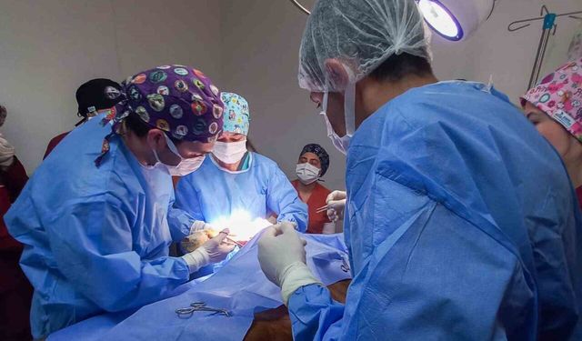 Kastamonu Üniversitesi’nde 5 ayda 334 hayvan tedavi edildi
