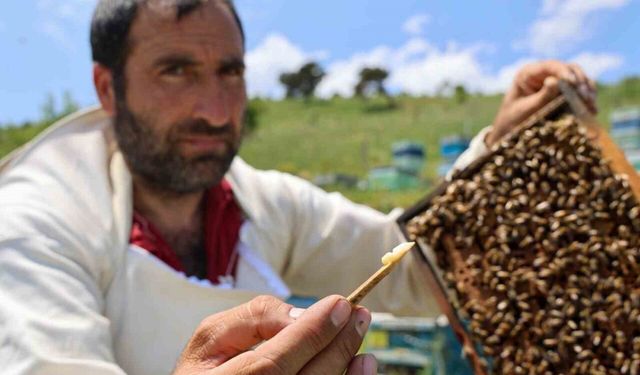 Kraliçe arının ömrünü uzatan şifa kaynağı, kilosu 45 bin liradan alıcı buluyor