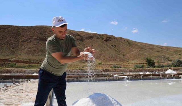 Beyaz altın hasadı başladı