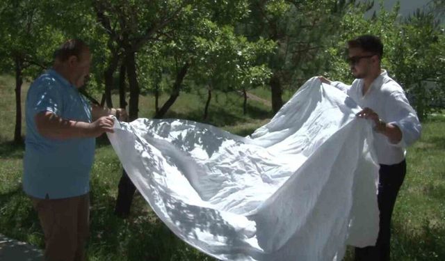 Keneler avını titreşimle buluyor