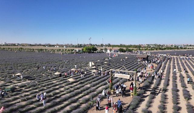 Türkiye’nin en büyük Lavanta Bahçesi’nde festival coşkusu
