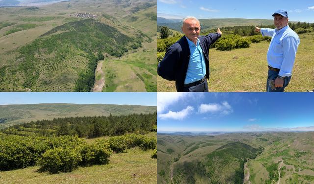 Tokat’ta 25 Bin Çam Fidanıyla 50 Dönüm Orman Oluşturuldu