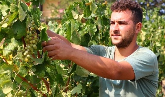 ERBAA'DA ÜZÜM HASADI TÜM HIZIYLA SÜRÜYOR