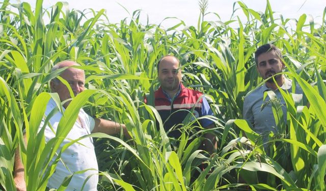 Tokat’ta Sorgum-Sudan Otu Üretimi Yaygınlaşıyor