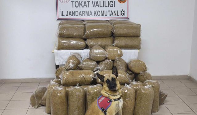 Tokat’ta 340 kilo kaçak tütün ele geçirildi