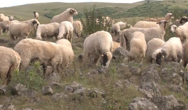 Tokat'ta Keçilere Tuz Yalatılan Kayalar, Türk Beyliğine Ait Mezar Taşları Çıktı