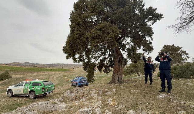 Tokat'ta 508 yaşındaki ardıç ağacı için tescil talebi