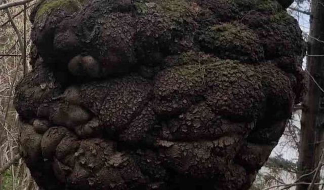 Ormanın kalbindeki ağaç yumrusu görenleri hayrete düşürdü