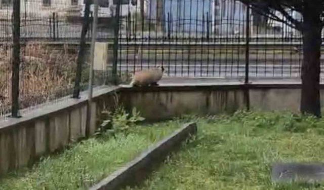 Porsuk yanlışlıkla site bahçesine girerse...