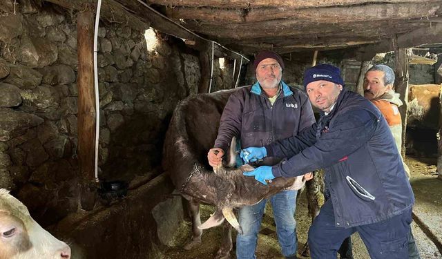 Tokat'ta şap hastalığına karşı yoğun mesai