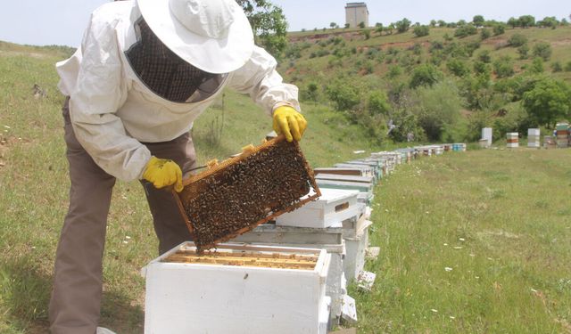 Tokatlı Arıcılar Destek Bekliyor