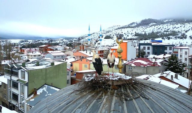 Tokat'ın Başçiftlik ilçesine 25 yıl sonra dönen leylekler, nisan ayında kar altında kaldı