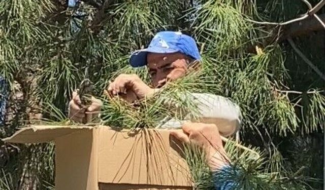 Tokat'ta ağaca oğul veren arıları ekipmansız topladı