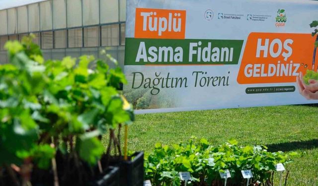 TOGÜ'den üreticiye bağcılık desteği