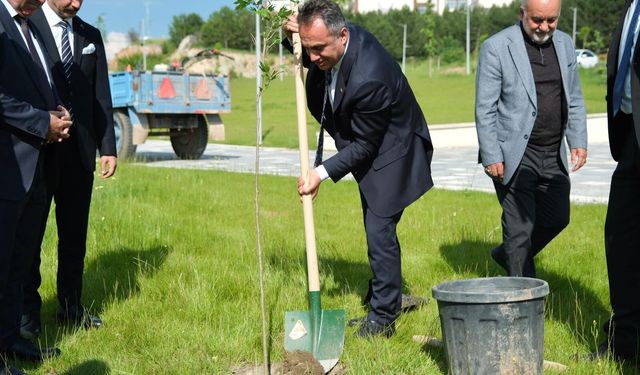 TOGÜ’de Çınar Ağaçları Toprakla Buluştu