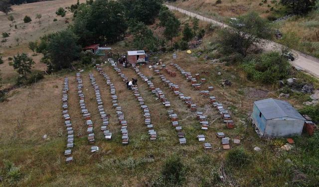 Arıcılıkta yapay zeka dönemi