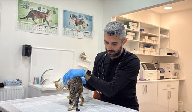 Tokat’ta binlerce kişiyi hastanelik eden şikayetler kedi ve köpeklerde de görüldü