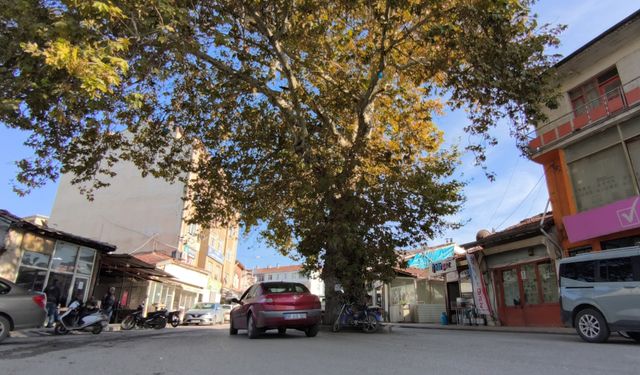 Bir zamanlar darağacı olarak kullanıldığı rivayet edilen çınar, ilçenin simgesi oldu