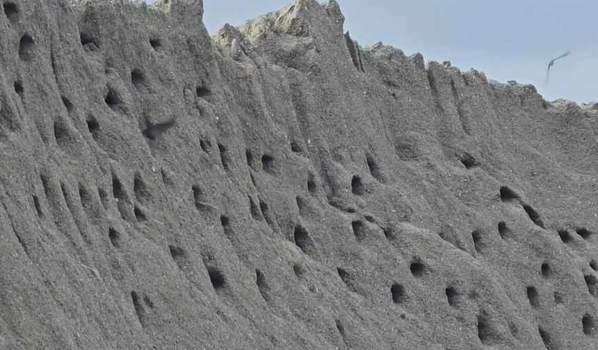 Tokat’ta kuşların kumda kurduğu site doğaseverleri mest ediyor