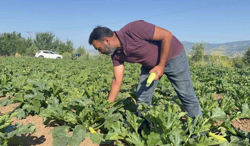 Tokat’ta meyveleri don vurdu, çiftçi ilk mahsulü öşür niyetine dağıttı