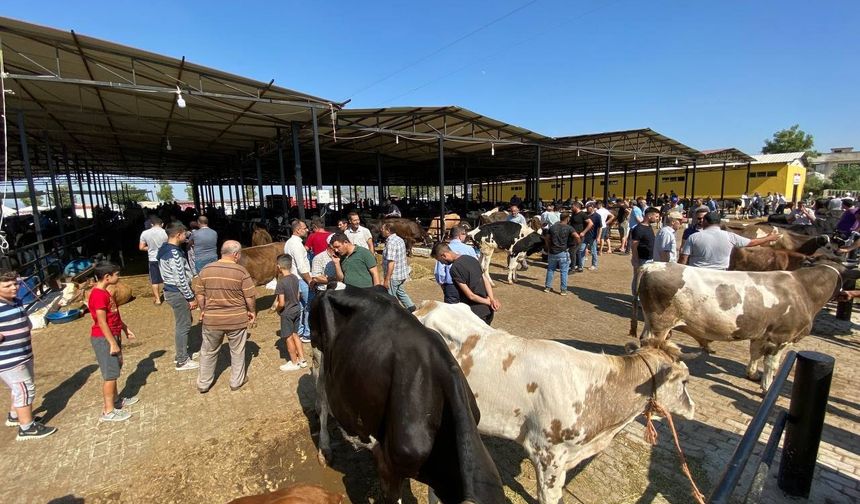 Şap Hastalığına Karşı Toplu Hayvan Satışları Durduruldu