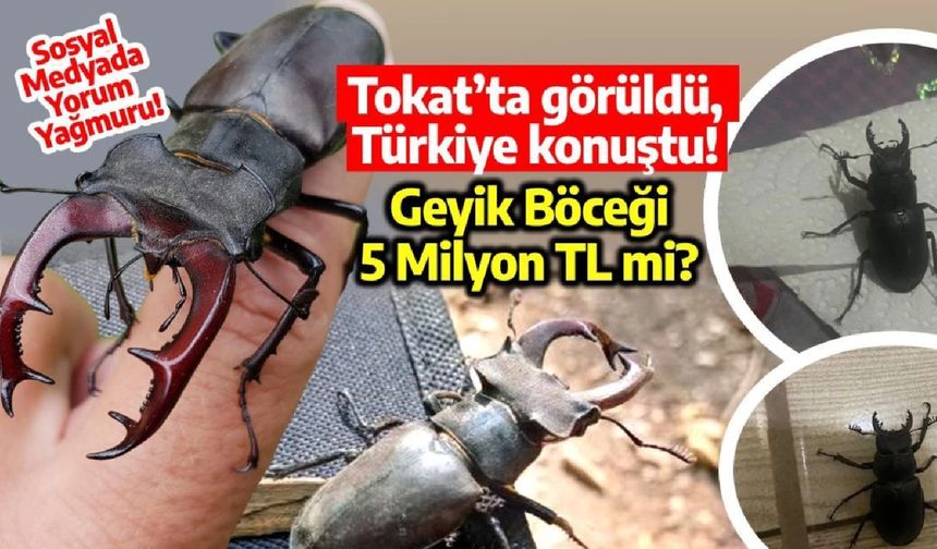 Geyik Böceği Tokat’ta Ortaya Çıktı, Milyonluk Değer İddiası Şaşırttı