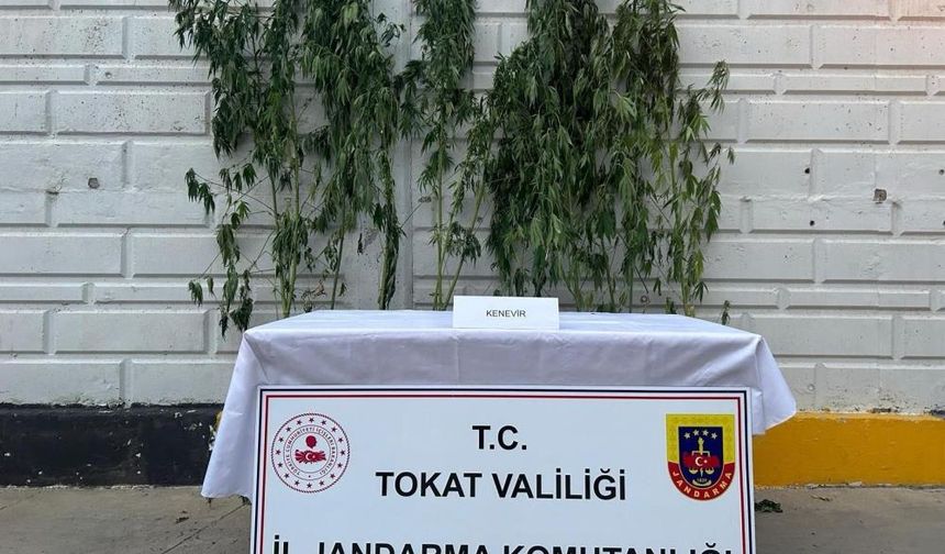 Tokat'ta kenevir operasyonunda 1 kişi yakalandı