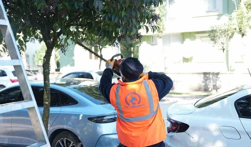 Düzce Belediyesi ağaçları bahara hazırlıyor