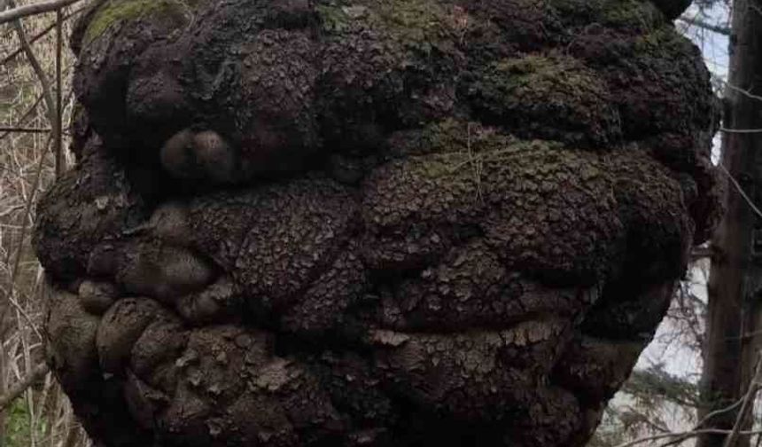 Ormanın kalbindeki ağaç yumrusu görenleri hayrete düşürdü