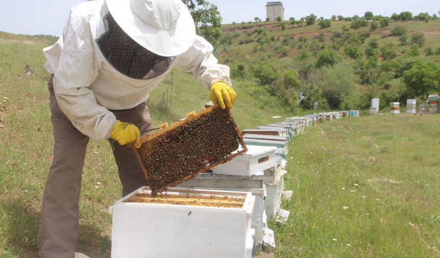 Tokatlı Arıcılar Destek Bekliyor