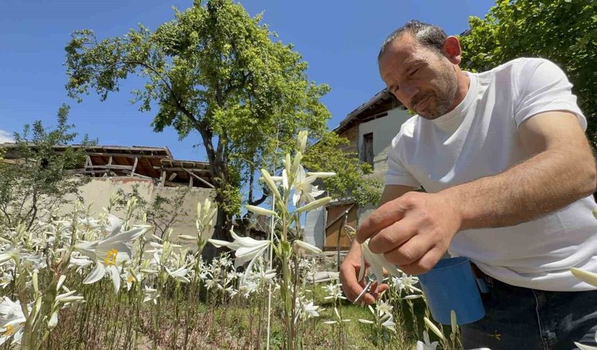 Koruma altında olan akzambaklardan elde edilen yağının litre fiyatı 5 bin Euro'yu aştı