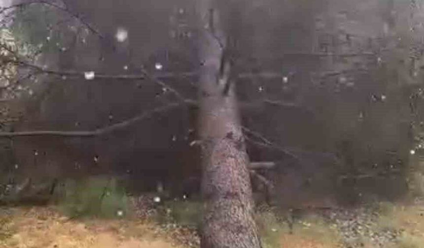 Tokat'ta fırtınada ağaçlar devrildi