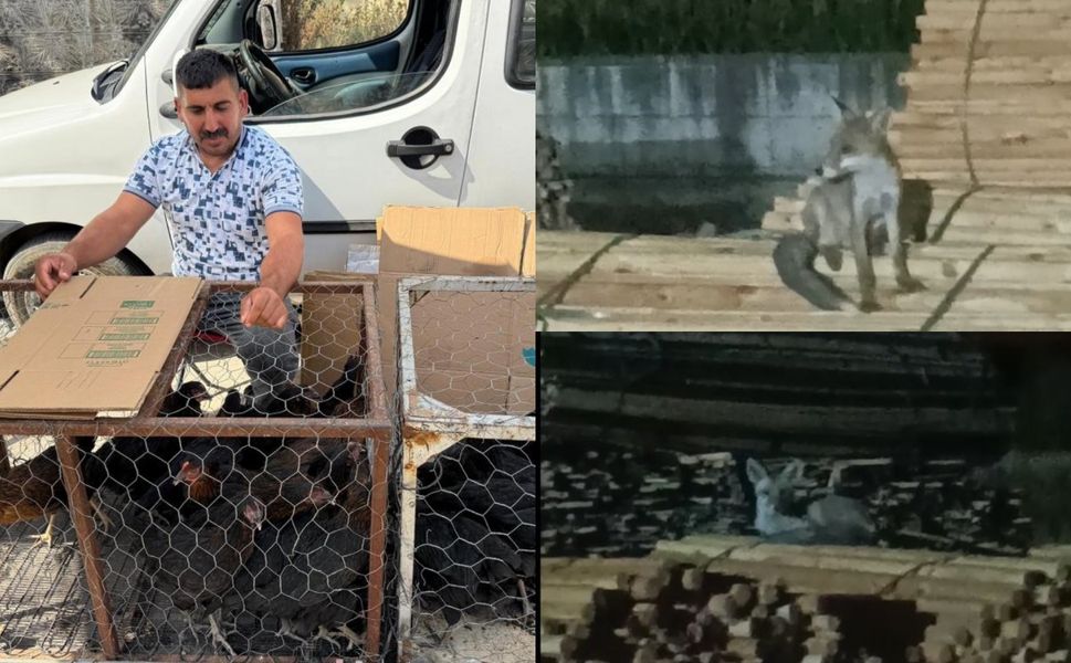 Tokat'ta İşçinin Tilkilere Sitemi Sosyal Medyada Gündem Oldu