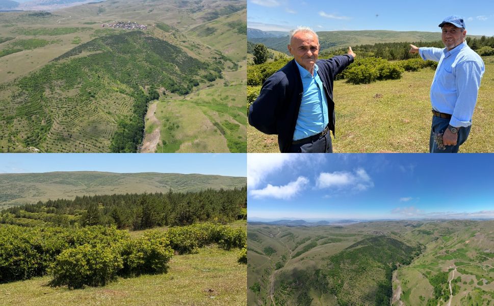 Tokat’ta 25 Bin Çam Fidanıyla 50 Dönüm Orman Oluşturuldu