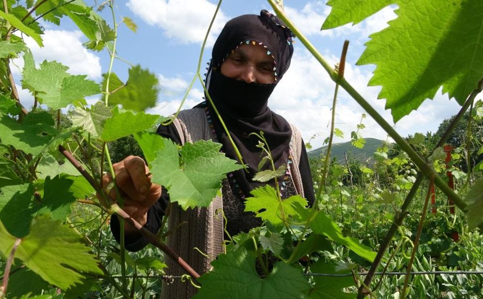 Tokat'ta Salamura Yaprak Zirai Don Felaketinden Etkilenmedi