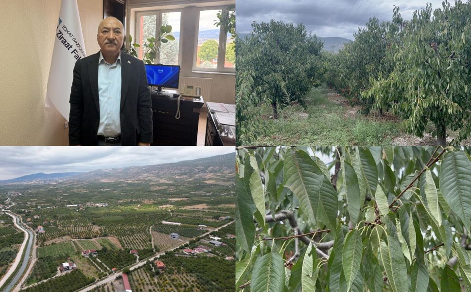 Tokat'ta don zararına karşı dayanıklı meyve türleri, çiftçiler için umut olacak