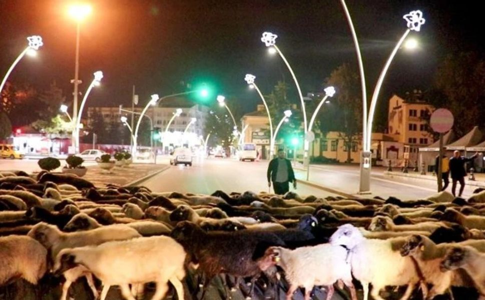 Tokat'ta çobanlar ve sürüler yayladan dönüş yolunda