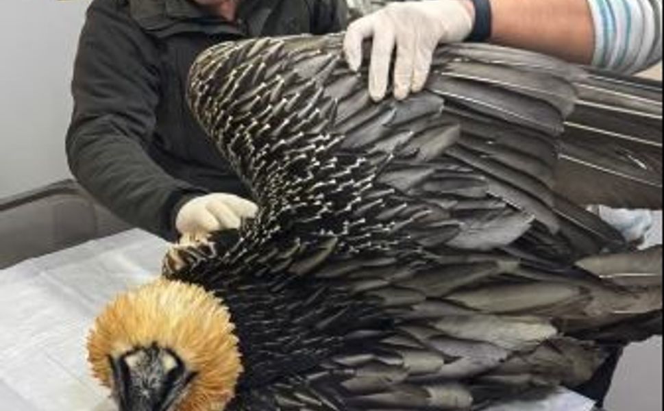 Artvin'de sakallı akbaba tedavisinin ardından yeniden doğaya salındı