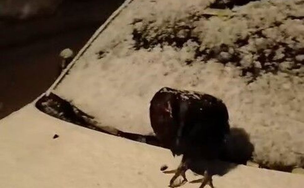 Kümesine giremeyen tavuk otomobil üzerine yumurtladı