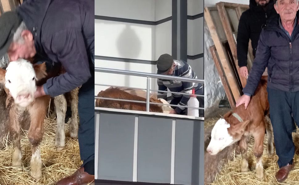 Hasta buzağıya evinde baktı