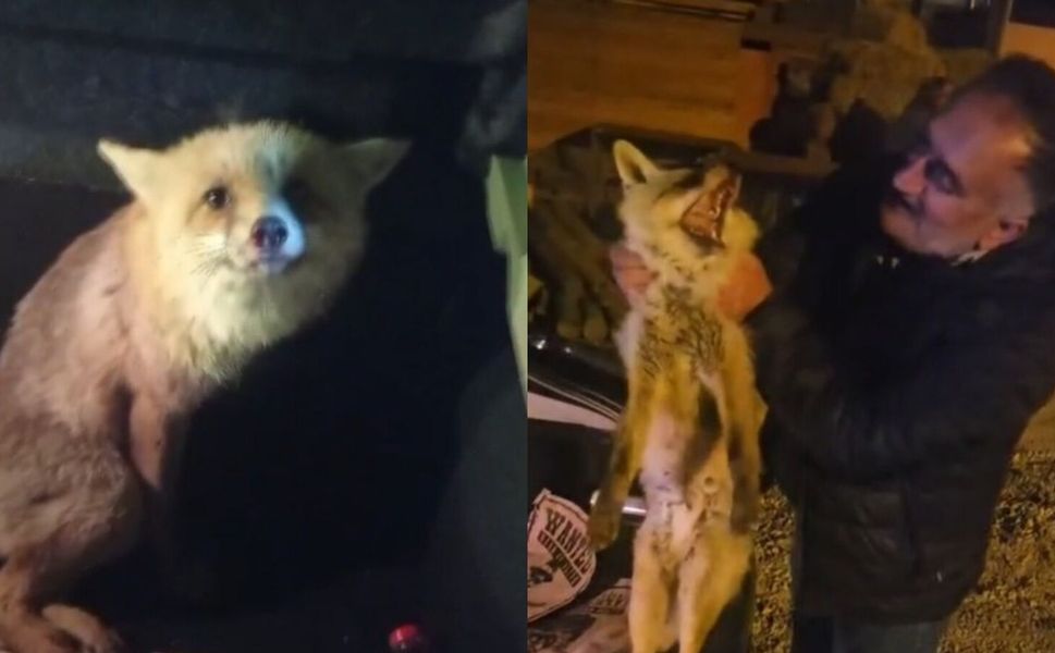 Yaralı tilki için seferber oldu