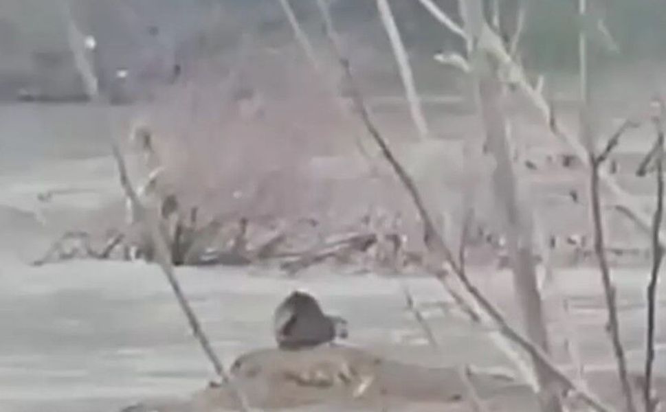 Sulusaray’da Nadir Görülen Su Samuru Kamerada