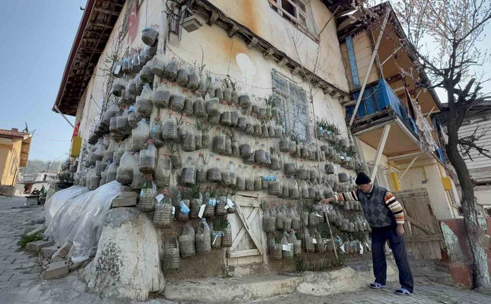 Bahçede yetiştiremeyince çözümü evinin duvarında buldu