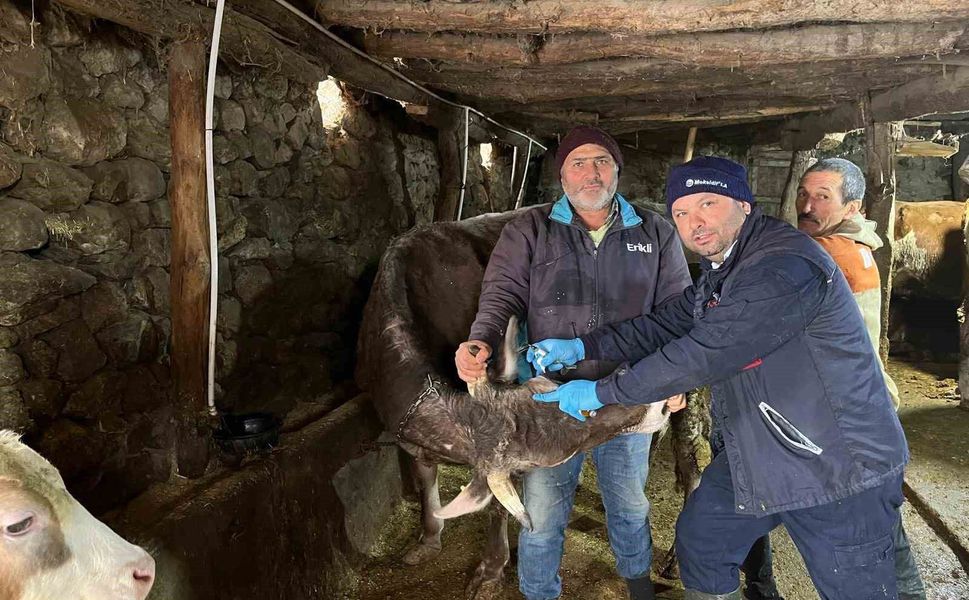 Tokat'ta şap hastalığına karşı yoğun mesai