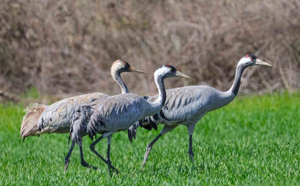 Türkülere konu olan turnalar objektiflere takıldı