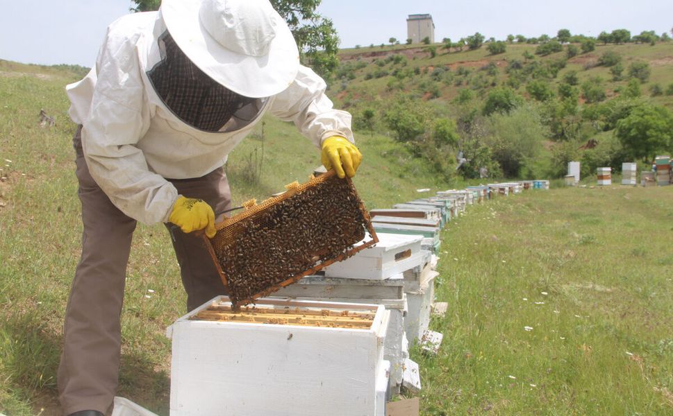 Tokatlı Arıcılar Destek Bekliyor