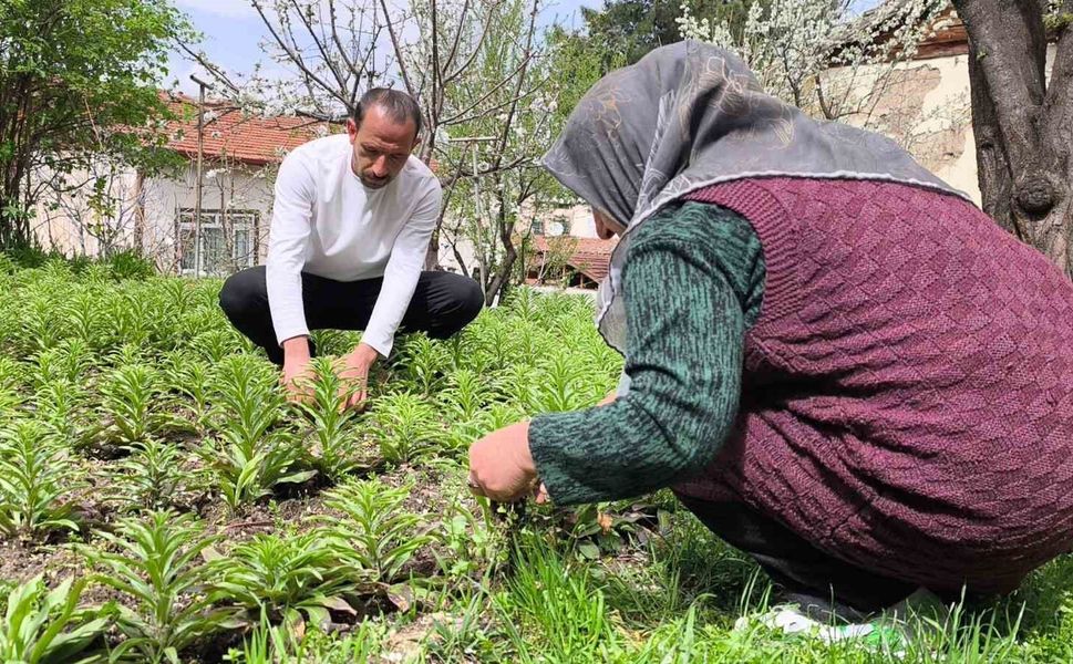Babasından miras kalan akzambaklara gözü gibi bakıyor