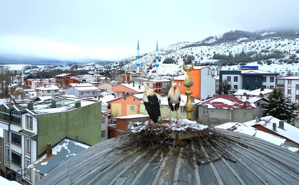 Tokat'ın Başçiftlik ilçesine 25 yıl sonra dönen leylekler, nisan ayında kar altında kaldı