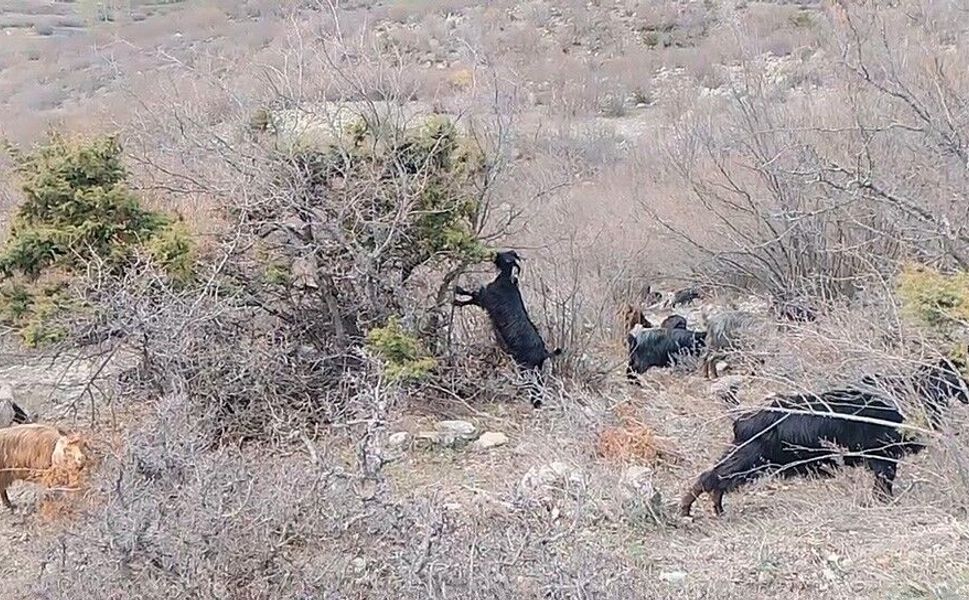 Tokat'ta yaylada kışın ayazında türküleriyle ısınan çoban, baharı da türküyle karşıladı